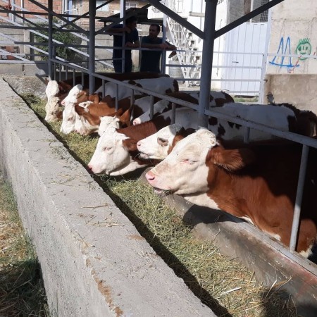 Sale of Simmental calves with official license