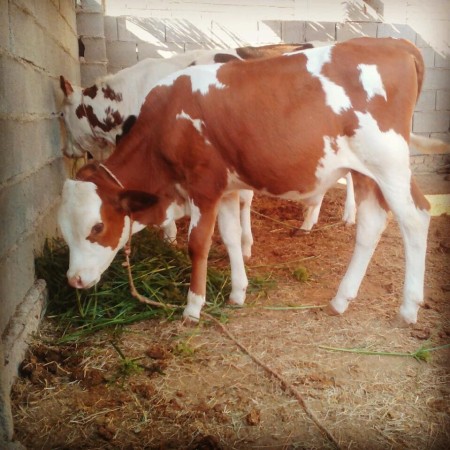 Sale of Simmental calves with official license