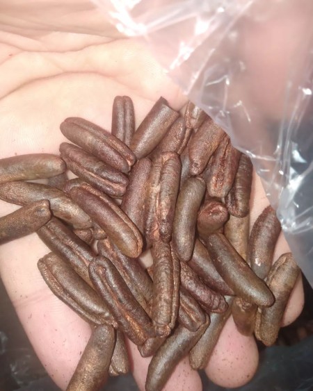 هسته خرما و پودر هسته