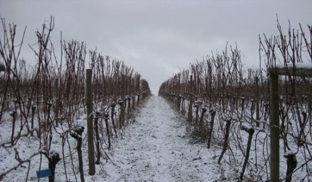 BK 200 tree antifreeze