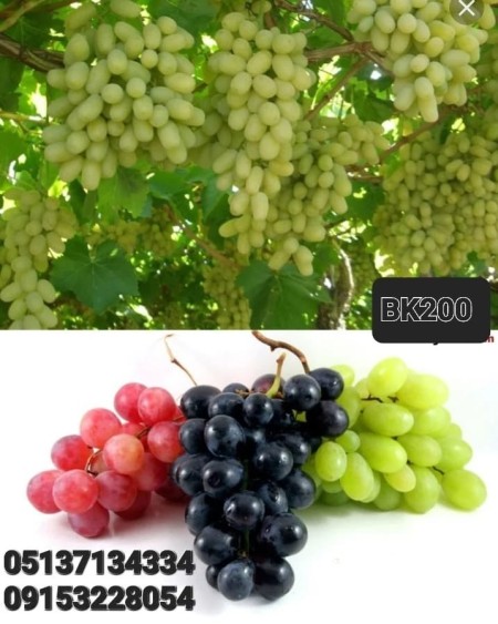 BK 200 tree antifreeze