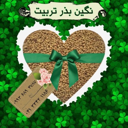 Selling first grade alfalfa seeds