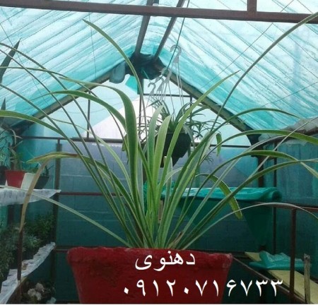 Canopy net, greenhouse shade