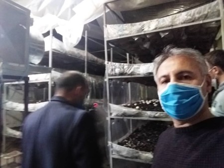 Step-by-step and specialized training on growing mushrooms and saffron