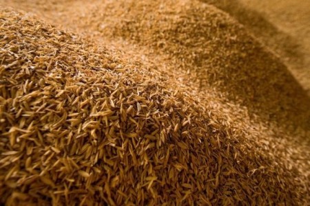 1401 rice bran in Qazvin