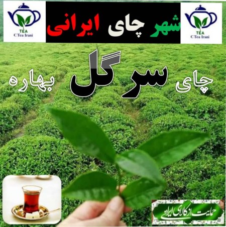 چای سرگل بهاره لاهیجان با تضمین کیفیت و قیمت مناسب