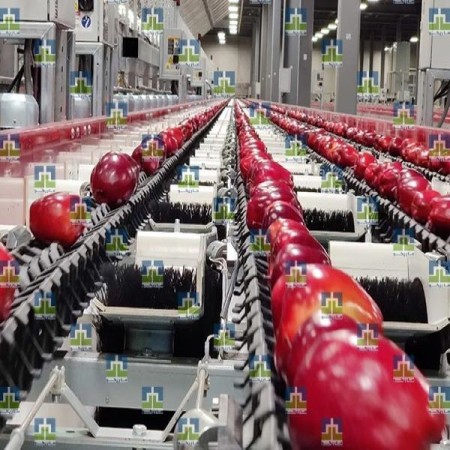 دستگاه سورتینگ سیب درختی