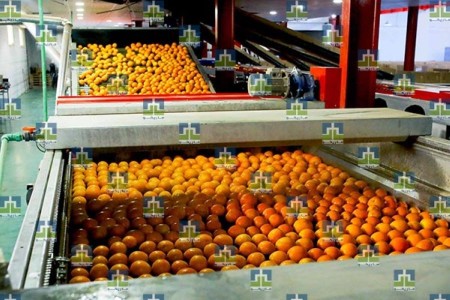 Citrus sorting machine