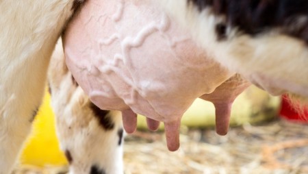 Cow udder disinfectant: Safe Teat Guard