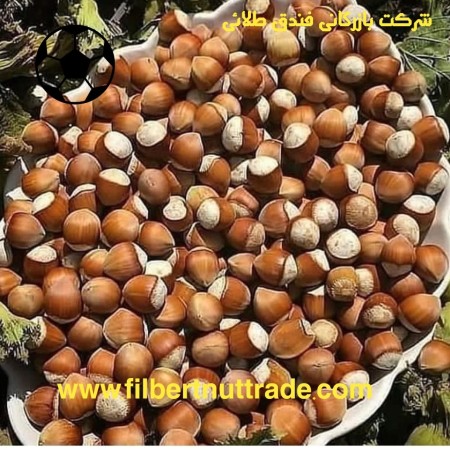 Ashkorat Gilan almond tree