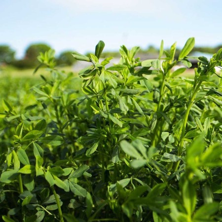 فروش بذر یونجه با نازلترین قیمت بازار