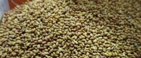 فروش بذر یونجه، قیمت بذر یونجه پایه بلند