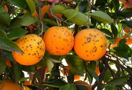 Sale and supply of citrus pesticides