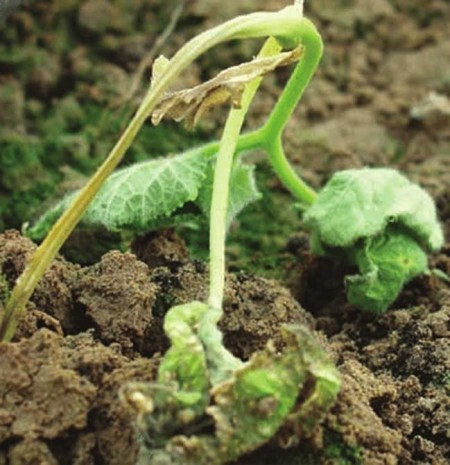 Treatment of Mir Miri Bushing with Eggshexed_Praceic Acid