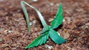 Treatment of Mir Miri Bushing with Eggshexed_Praceic Acid