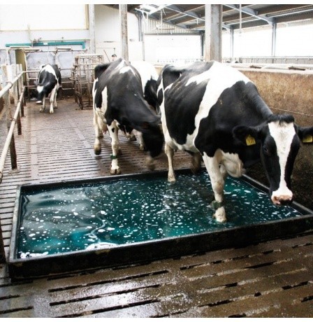 Glutaruddide disinfectant in livestock and poultry industry