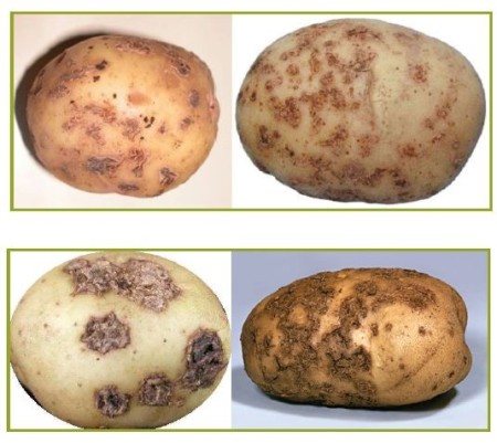 Sale of fungicide - peracetic acid for potato wave spot disease
