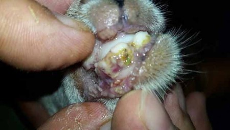 Sale of 5 % animal acid for the treatment of folding fever