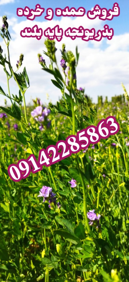 فروش بذر یونجه پایه بلند بوجاری شده