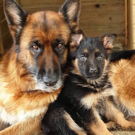 Sale of male and female moclassic german shepherd dogs