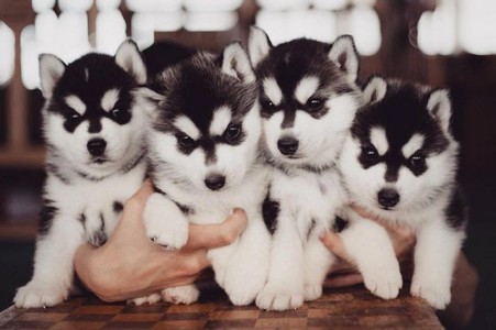 Male and female husky puppies