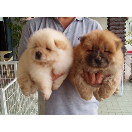 قیمت چاو چاو - سگ چاو چاو