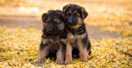 Imported German Shepherd puppy - vaccinated Xianlu puppy