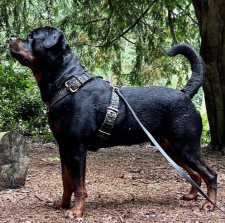 Imported Rottweiler puppies for sale - first class Rottweiler puppies