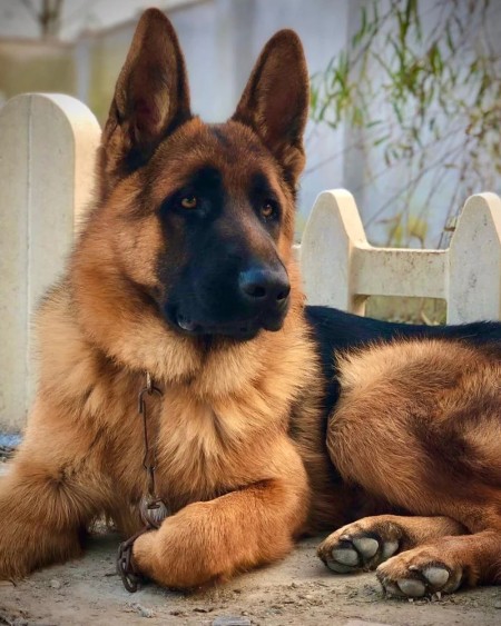 German dog for sale - imported genuine German Shepherd - dog