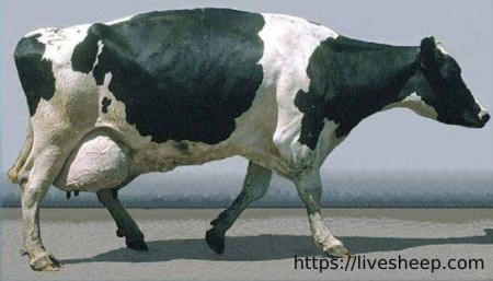 فروش انواع دام زنده