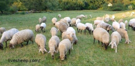 فروش انواع دام زنده