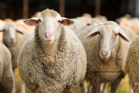 Sale of live sheep