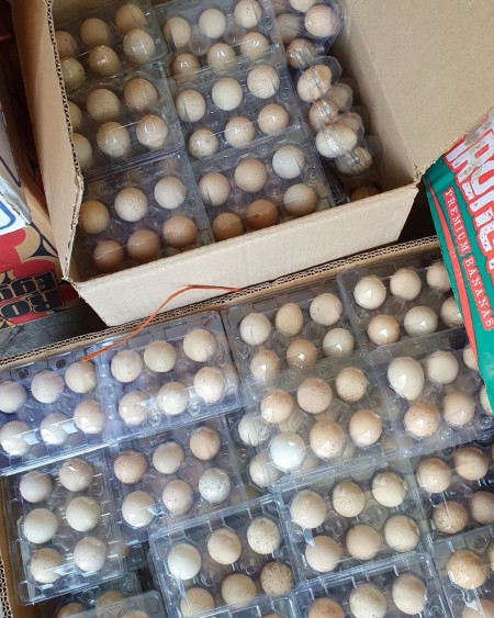 فروش عمده تخم مرغ محلی تک زرده و دوزرده