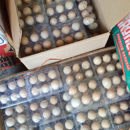 Selling edible quail eggs