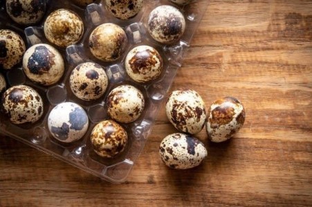 Selling edible quail eggs