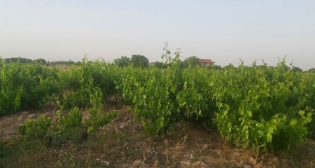 Drop vineyard