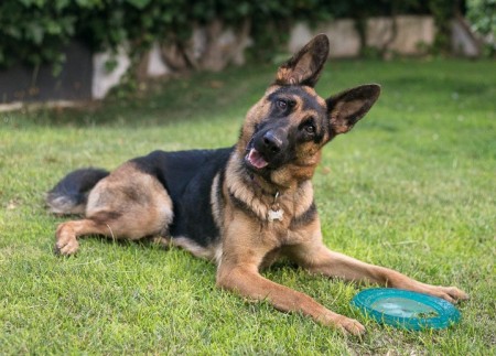 توله ژرمن شپرد از نسل وارداتی