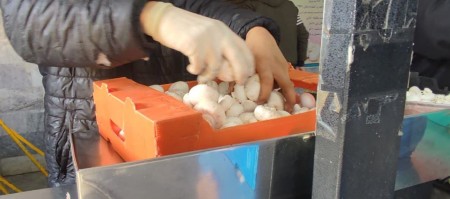 قارچ دکمه ای خوراکی