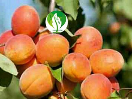 نهال زرد آلو