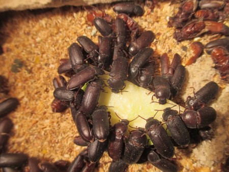 فروش مولد سوسک میلورم (میل ورم)