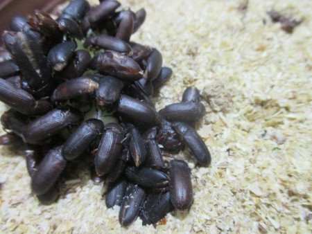Sale of mailworm cockroach breeder