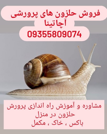 حلزون آچاتینا