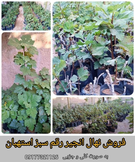 fig seedling