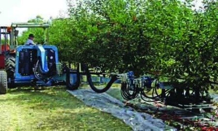 Walnut harvesting shaker machine