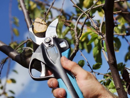 Cordless pruning shears made by Campaniola, Italy