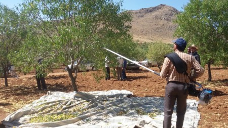 Portable harvest shaker