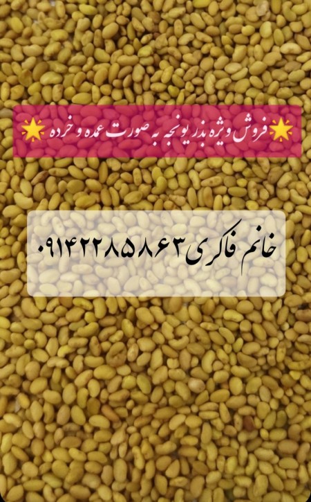 فروش بذر یونجه پایه بلند بوجاری شده