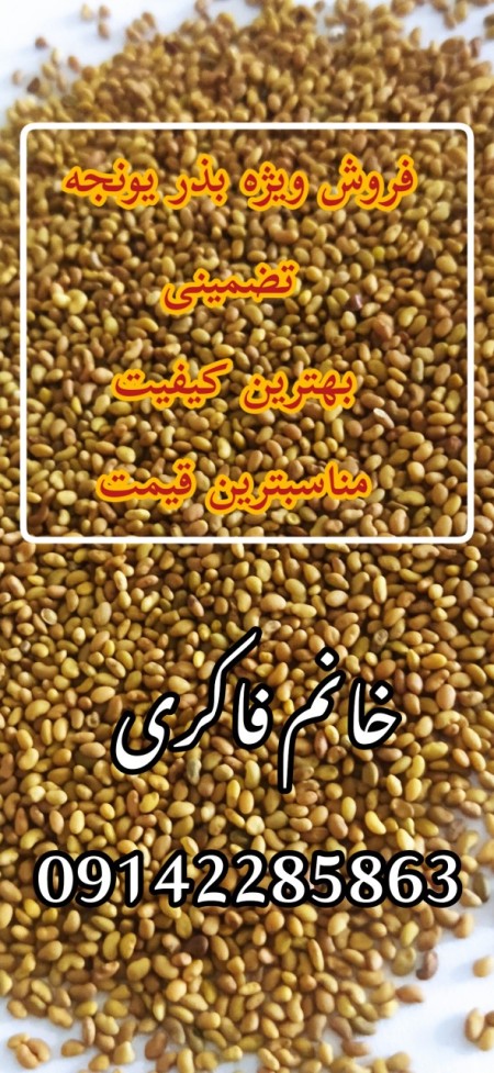 فروش بذر یونجه پایه بلند بوجاری شده