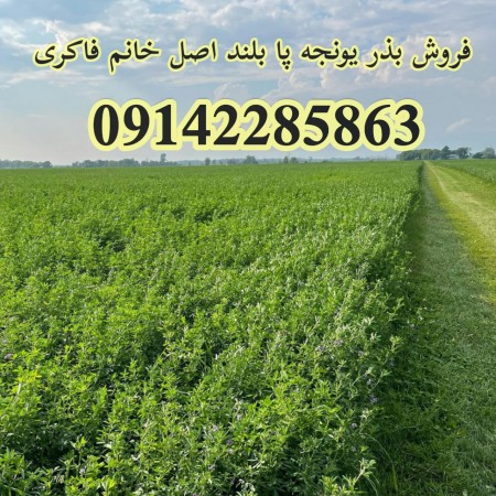 فروش بذر یونجه پایه بلند بوجاری شده