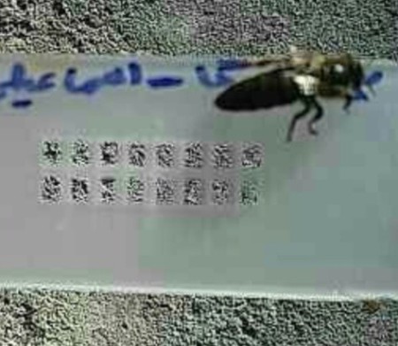 Carnica f1 bee colony for sale